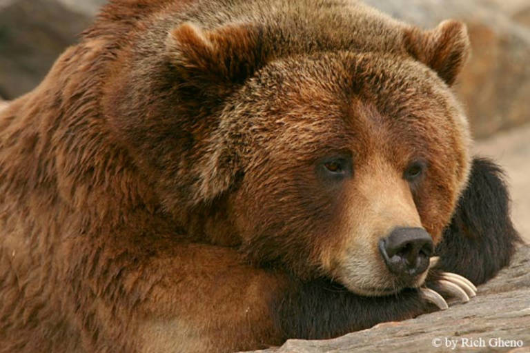 A Bear with the blues